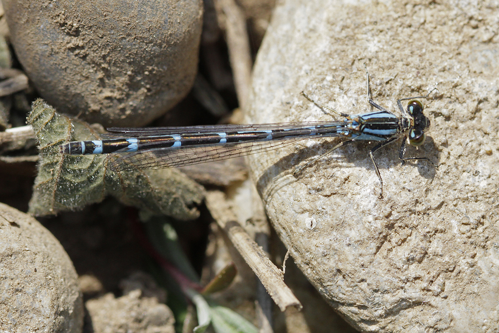 Agrion porte coupe ou Porte coupe holarctique (Enallagma cyathigerum)