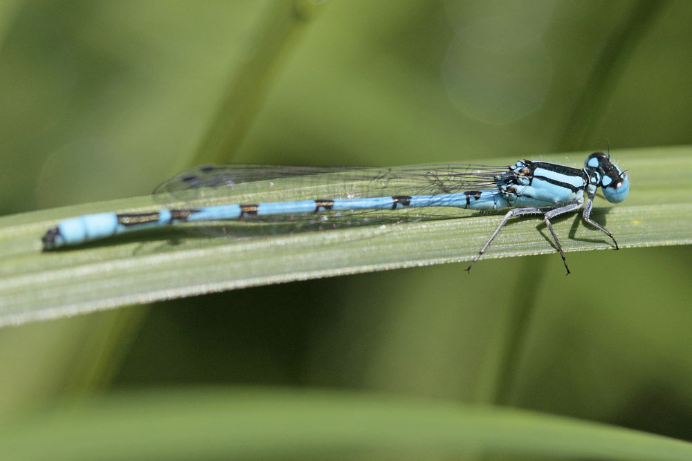 Agrion porte coupe ou Porte coupe holarctique (Enallagma cyathigerum)