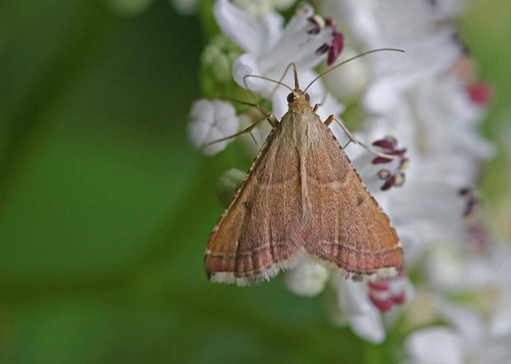 La Flamme (Endotricha flammealis)