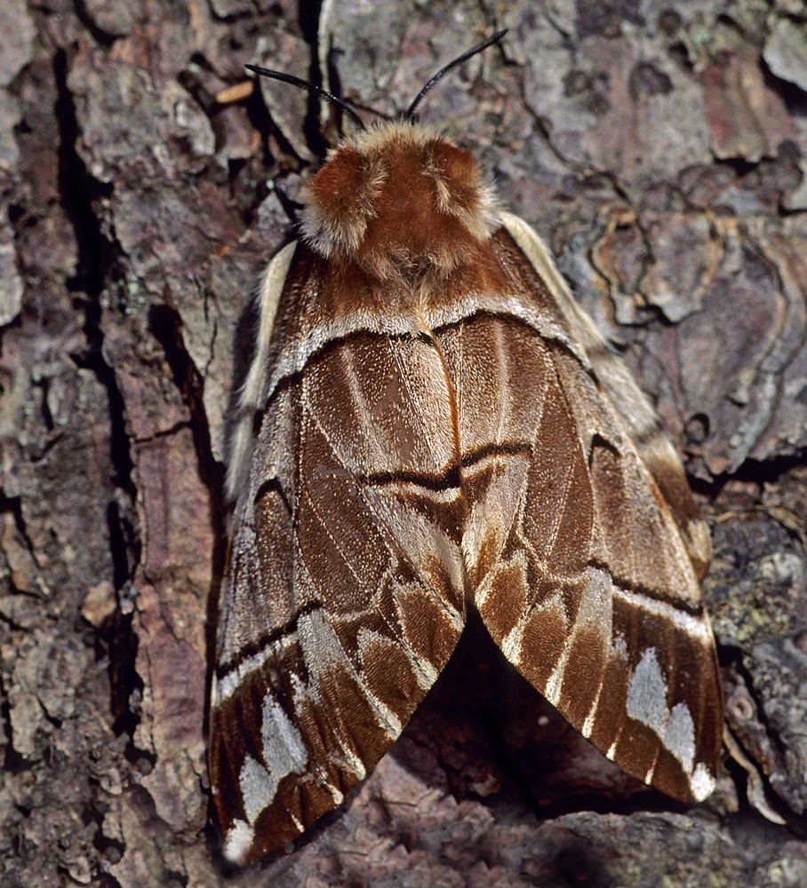 Le Versicolore (Endromis versicolora)