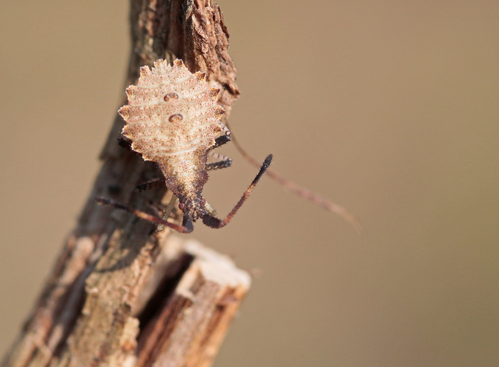 Enoplops scapha larve