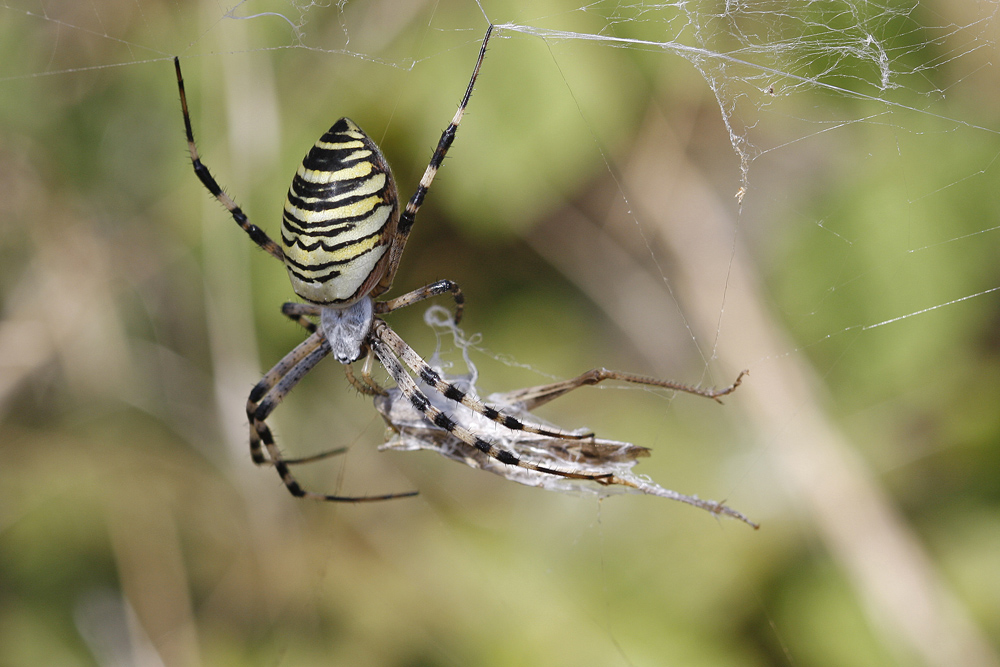 Epeire fasciée (Argiope Brunnichi )