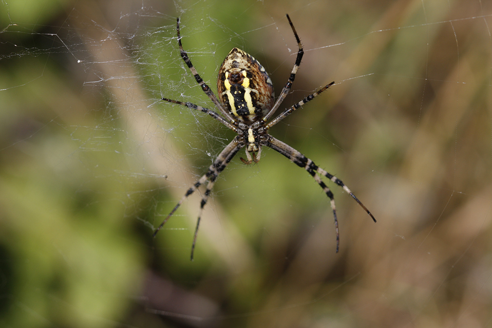 Epeire fasciée  (Argiope brunnichii)