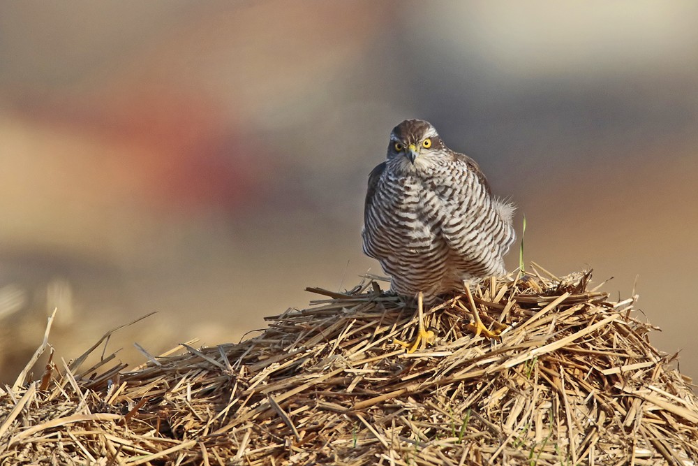 Epervier d Europe (Accipiter nisus)