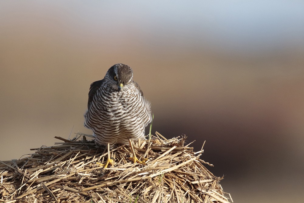 Epervier d Europe (Accipiter nisus)