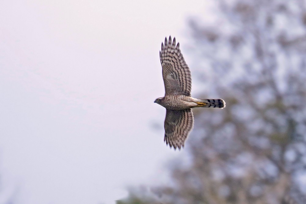 Epervier d Europe (Accipiter nisus)