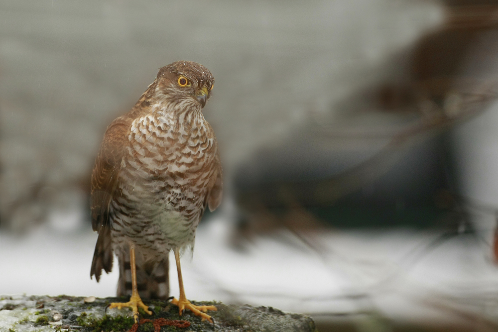 Epervier d'Europe (Accipiter nisus) immature.