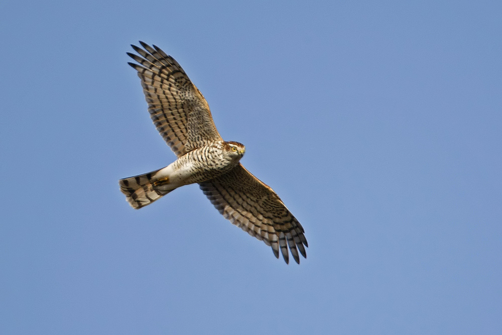 Epervier d'Europe (Accipiter nisus).