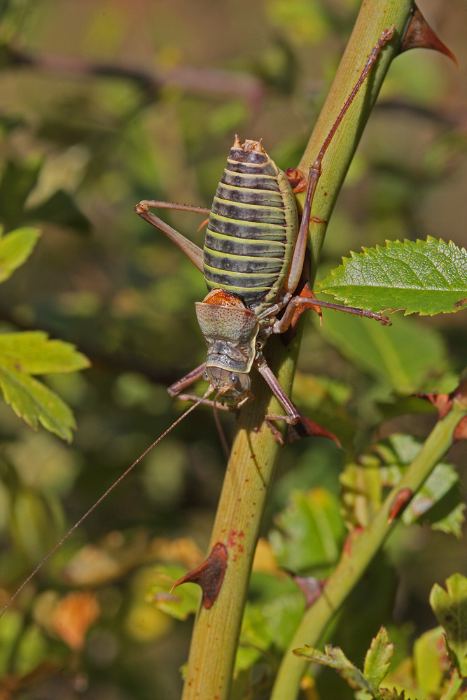 Ephippigère des vignes (Ephippigere diurnus)