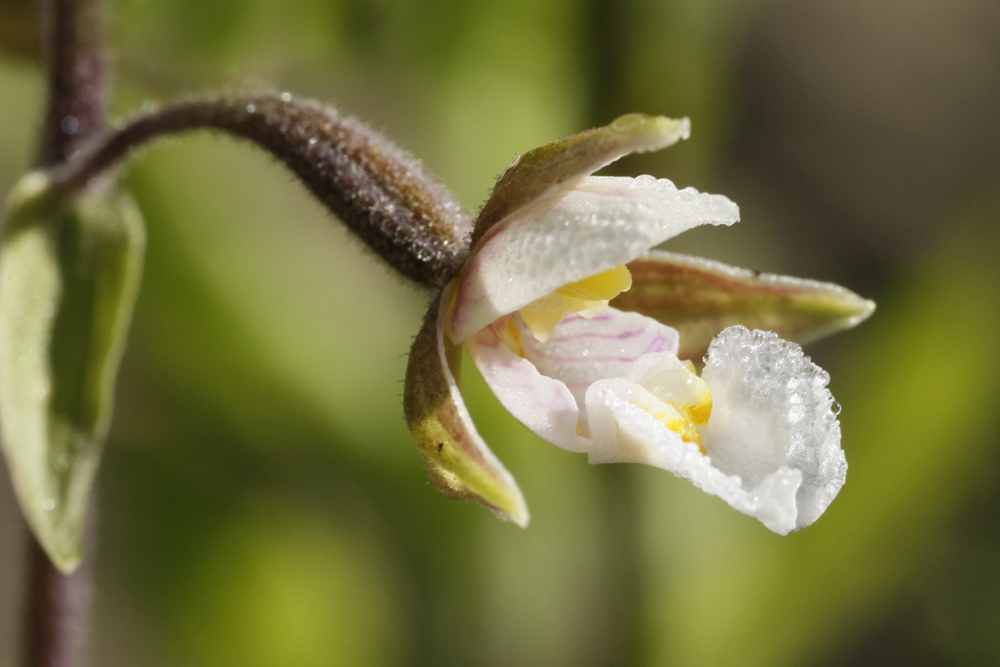 Epipactis des marais (Epipactis palustris)