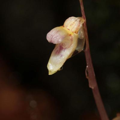 Epipogon sans feuilles (Epipogium aphyllum)