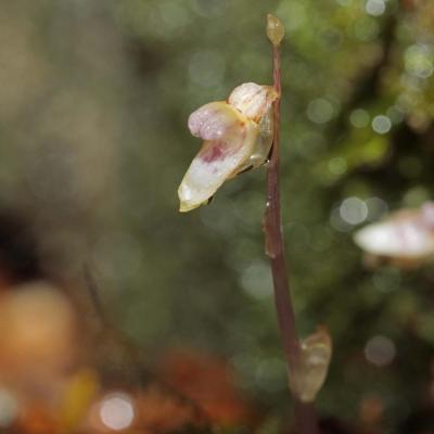 Epipogon sans feuilles (Epipogium aphyllum)
