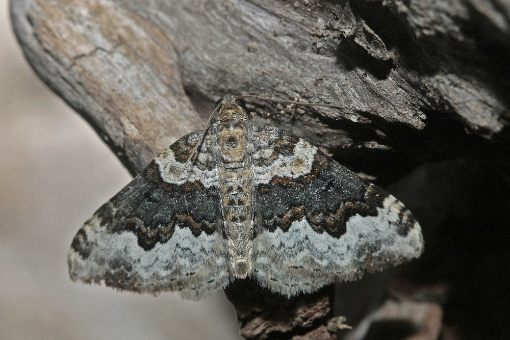 La Mélanthie du caille-lait (Epirrhoe galiata)