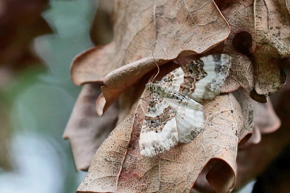 La Melanippe claire (Epirrhoe rivata)