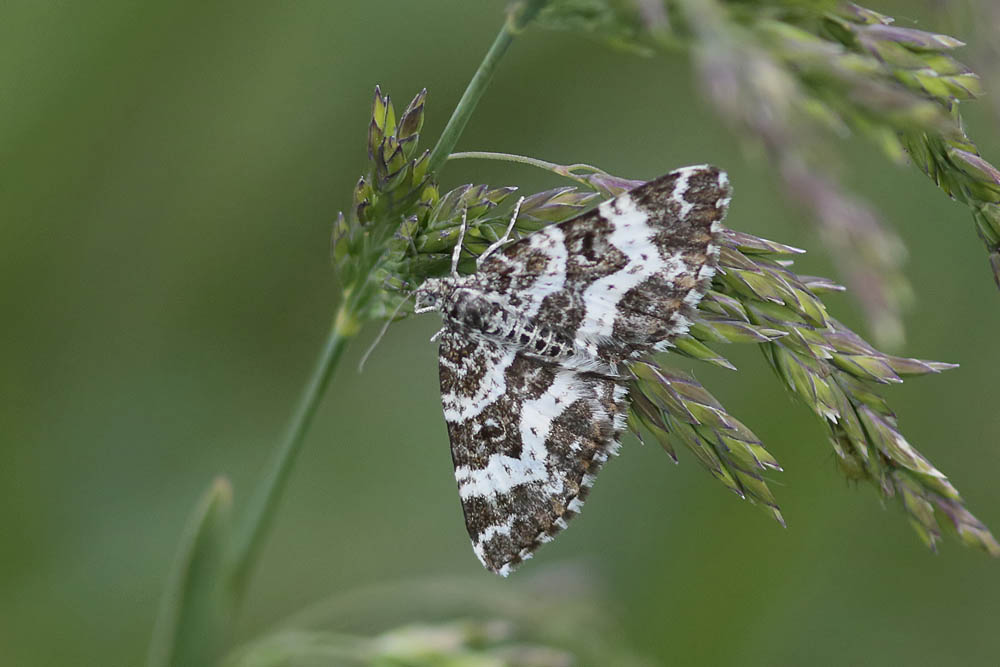 La Mélanippe triste (Epirrhoe tristata)