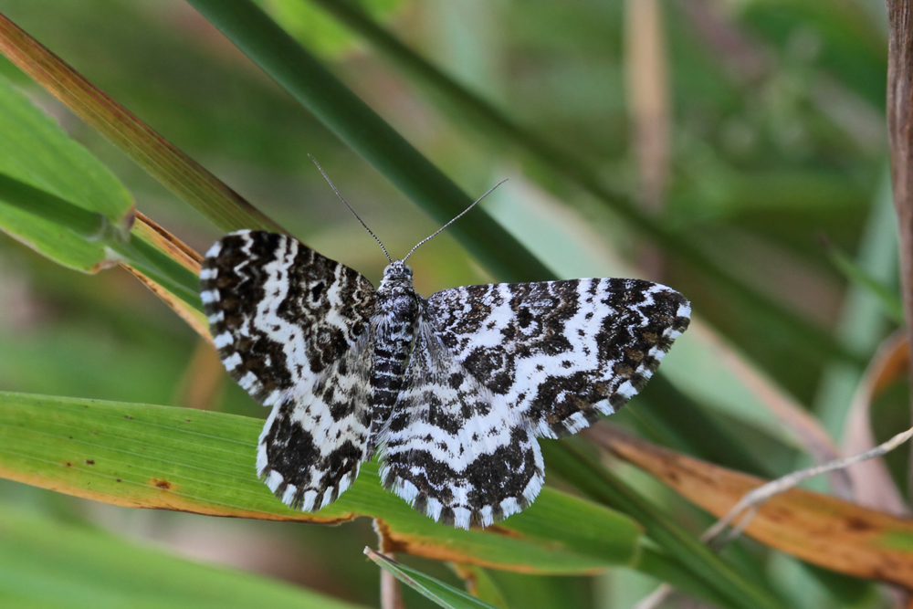 La Mélanippe triste (Epirrhoe tristata)