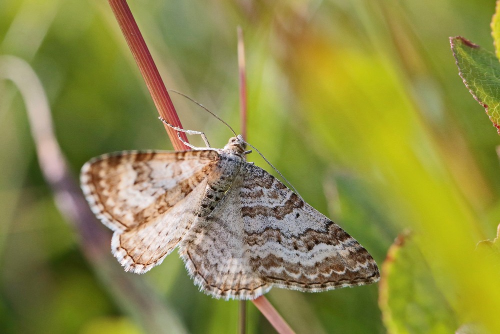 La Melanippe rude (Epirrhroe molluginata)
