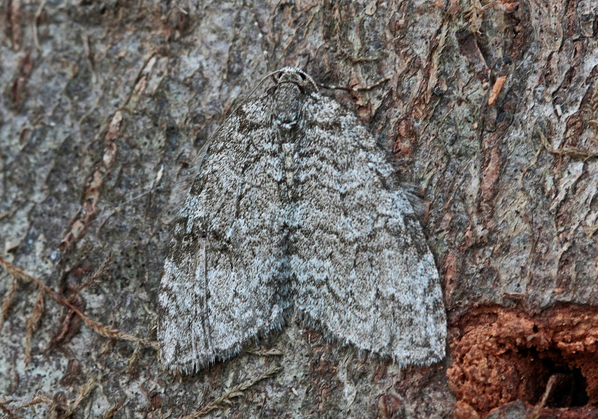 Epirrite sp. (Epirrita sp.)