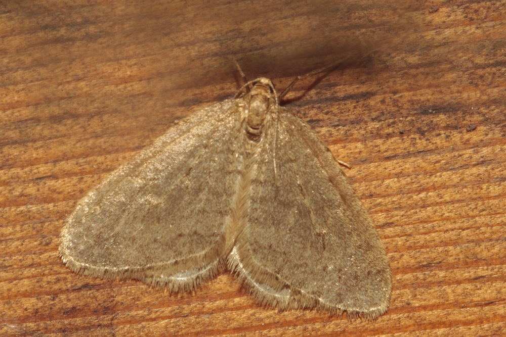 L' Hibernie défeuillante (Erannis defoliaria)