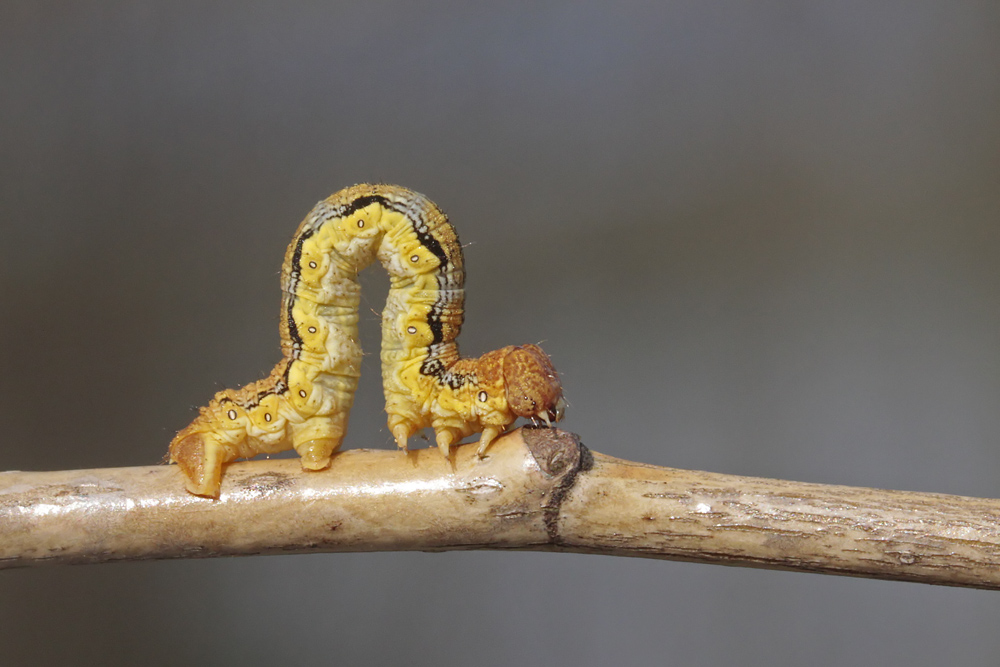 L' Hibernie défeuillante (Erannis defoliaria)