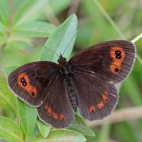 Le Moiré sylvicole (Erebia aethiops)