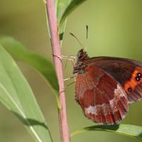 Le Moiré sylvicole (Erebia aethiops)