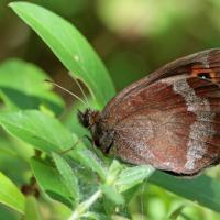 Le Moiré sylvicole (Erebia aethiops)
