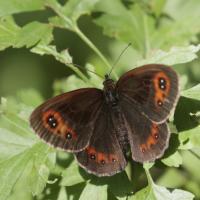 Le Moiré sylvicole (Erebia aethiops)