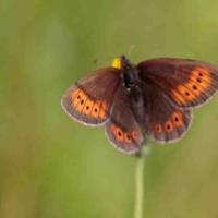 Le Moiré de la canche (Erebia  epiphron)