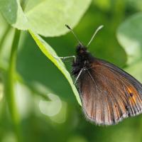 Le Moiré de la canche (Erebia  epiphron)