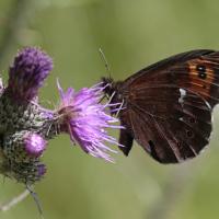 Le Moiré blanc fascié (Erebia ligea)