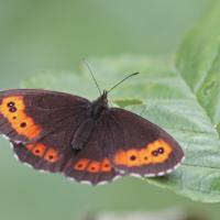 Le Moiré blanc fascié (Erebia ligea)