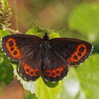 Le Moiré blanc fascié (Erebia ligea)