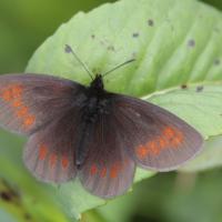 Le Moiré variable (Erebia manto)