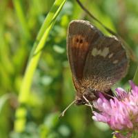 Le Moiré variable (Erebia manto)