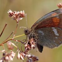 Le Moiré variable (Erebia manto)