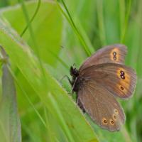 Le Moiré franconien (Erebia medusa)