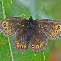 Le Moiré franconien (Erebia medusa)