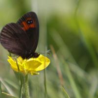Le Moiré des fétuques (Erebia meolans)