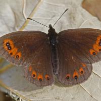 Le Moiré des fétuques (Erebia meolans)