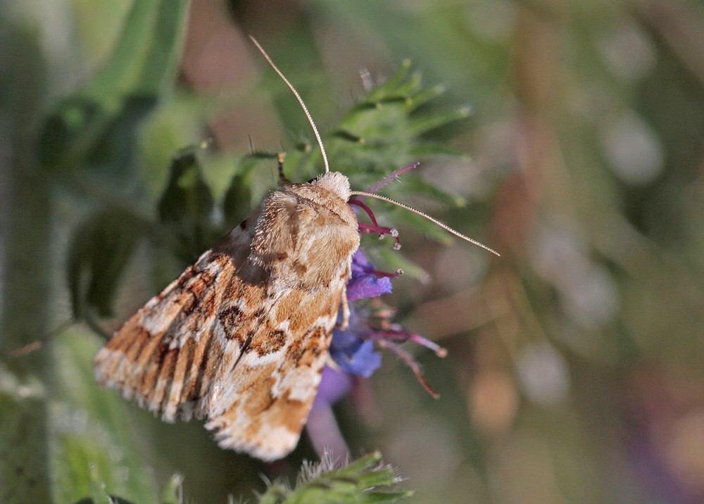La Noctuelle jaunatre (Eremobia ochroleuca)