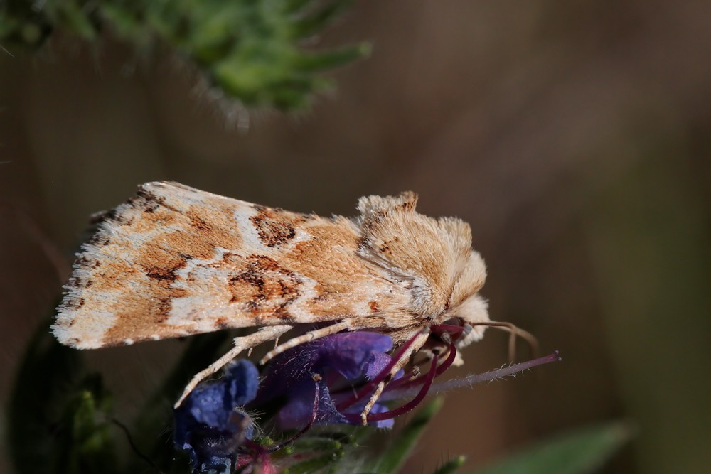La Noctuelle jaunatre (Eremobia ochroleuca)