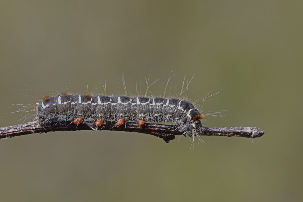 La Laineuse du cerisier (Eriogaster lanestris )