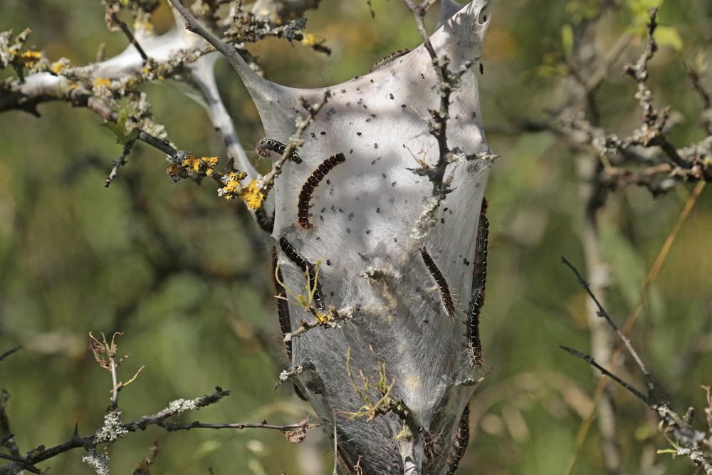 La Laineuse du cerisier (Eriogaster lanestris )