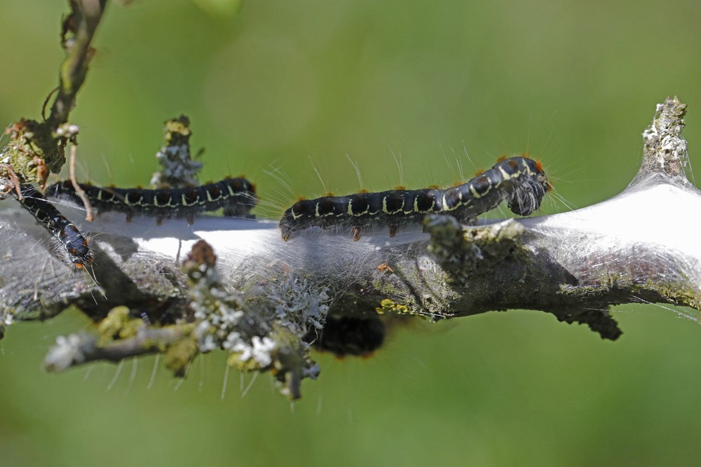 La Laineuse du cerisier (Eriogaster lanestris )