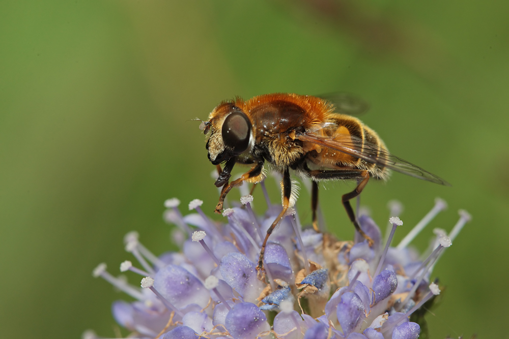 Eristale (Eristalis jugorum)