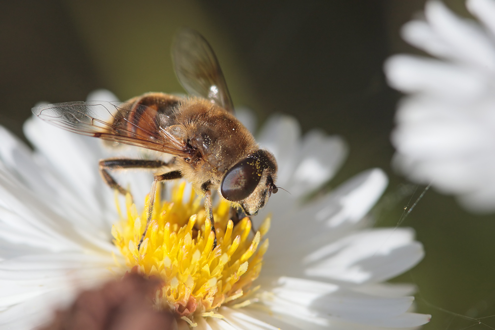 Eristale gluante (Eristalis tenax)