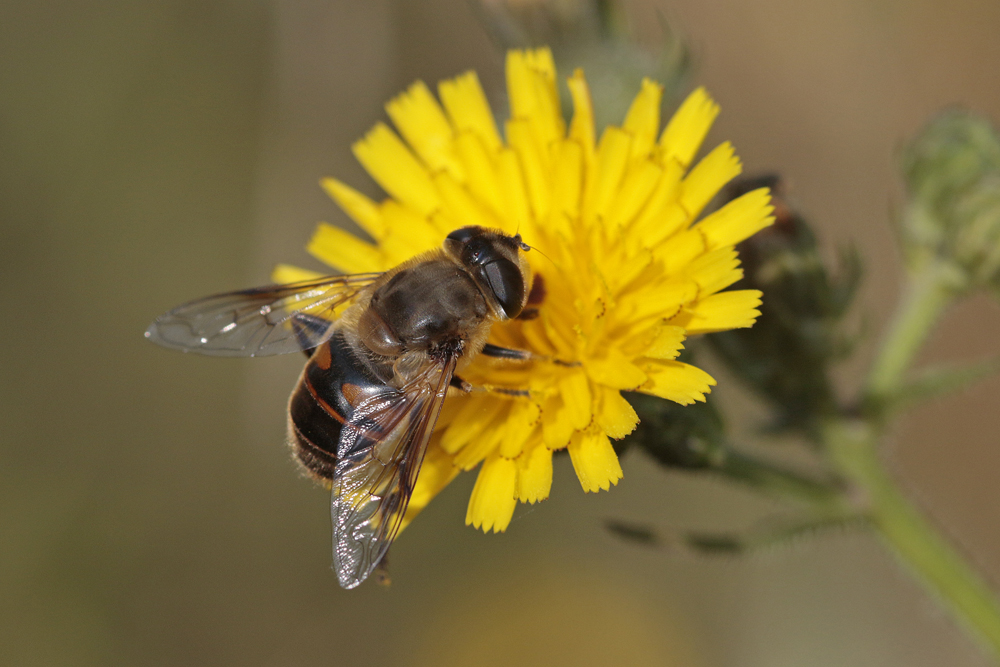 Eristale gluante (Eristalis tenax)