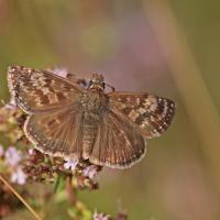 le Point de Hongrie (Erynnis tage)