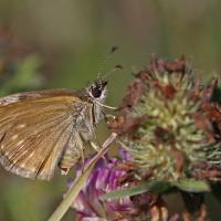 le Point de Hongrie (Erynnis tage)